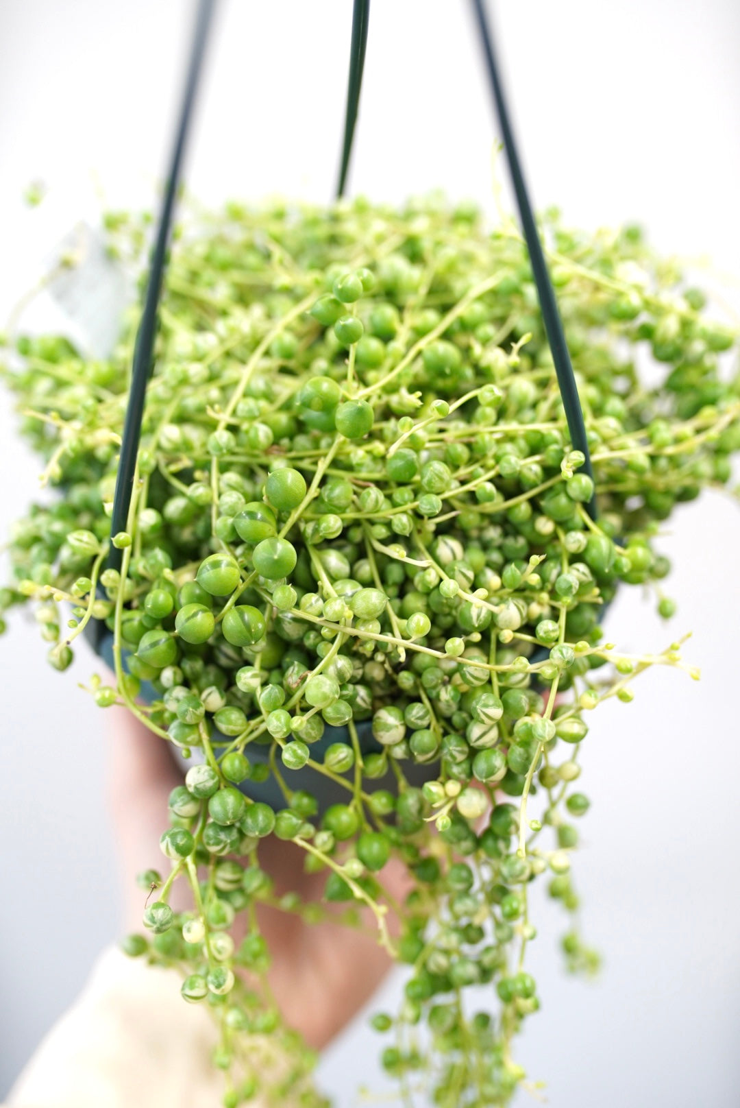 Variegated String of Pearls