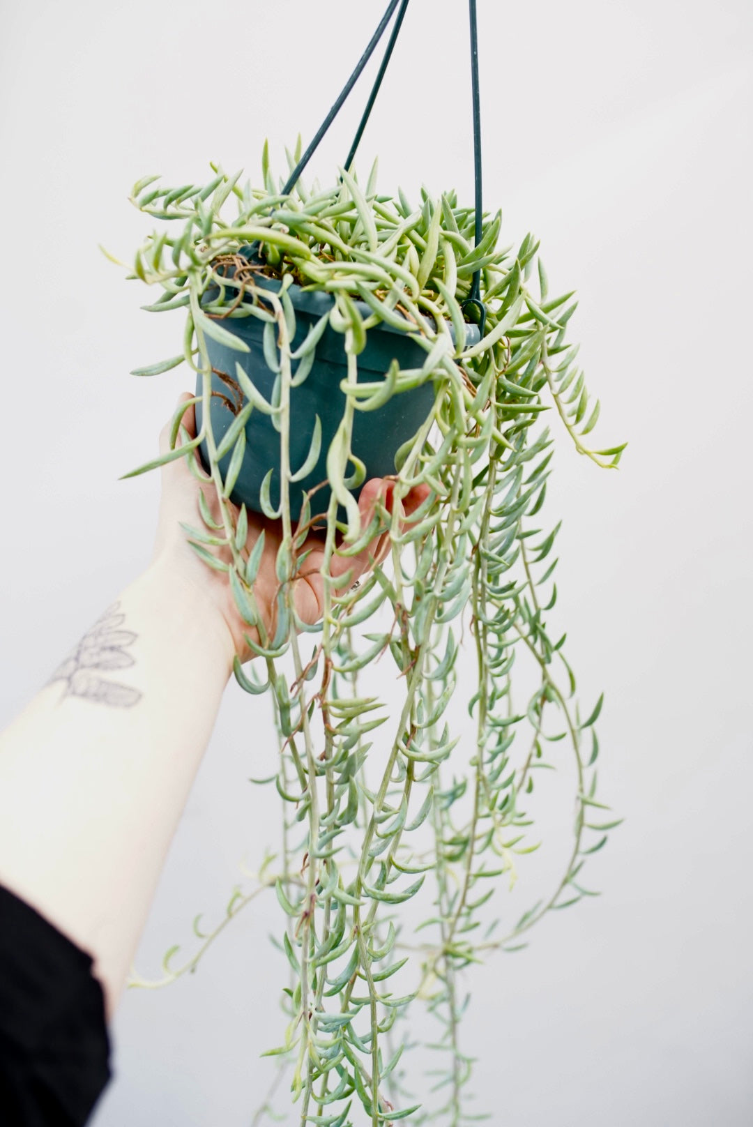 Senecio radicans-String of Fishhooks