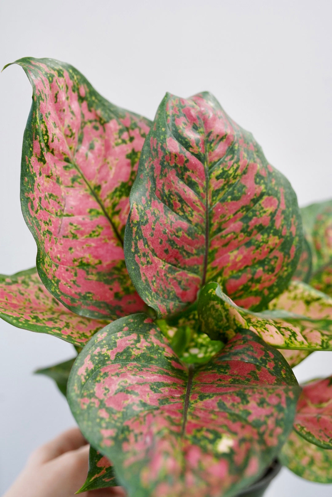 Aglaonema Red Valentine