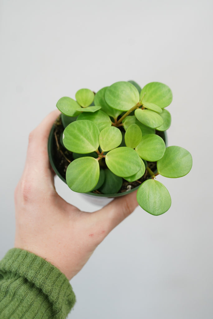 Peperomia Hope