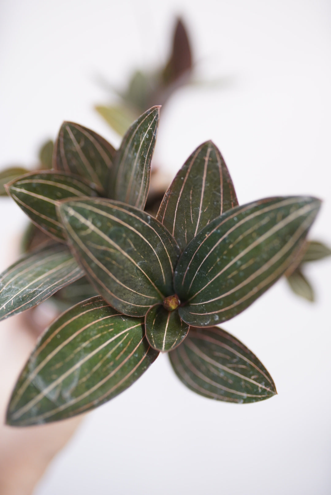 Ludisia Discolor 'Jewel Orchid'
