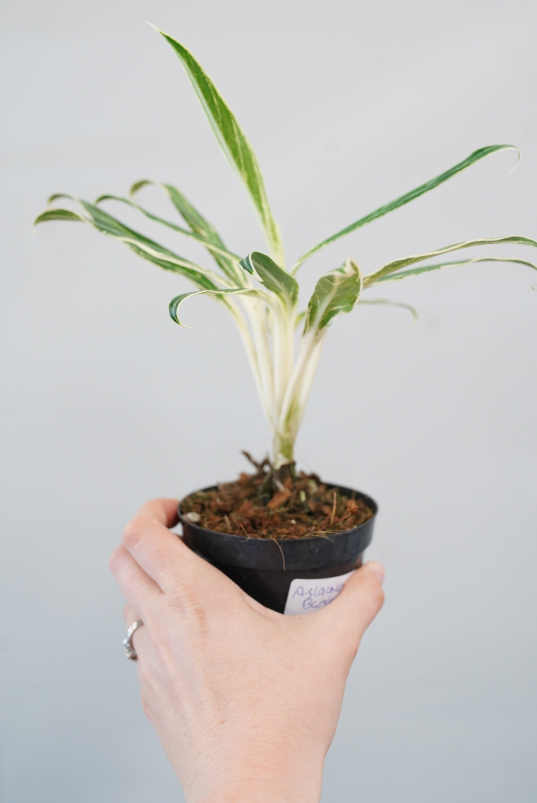 Aglaonema 'Bamboo'