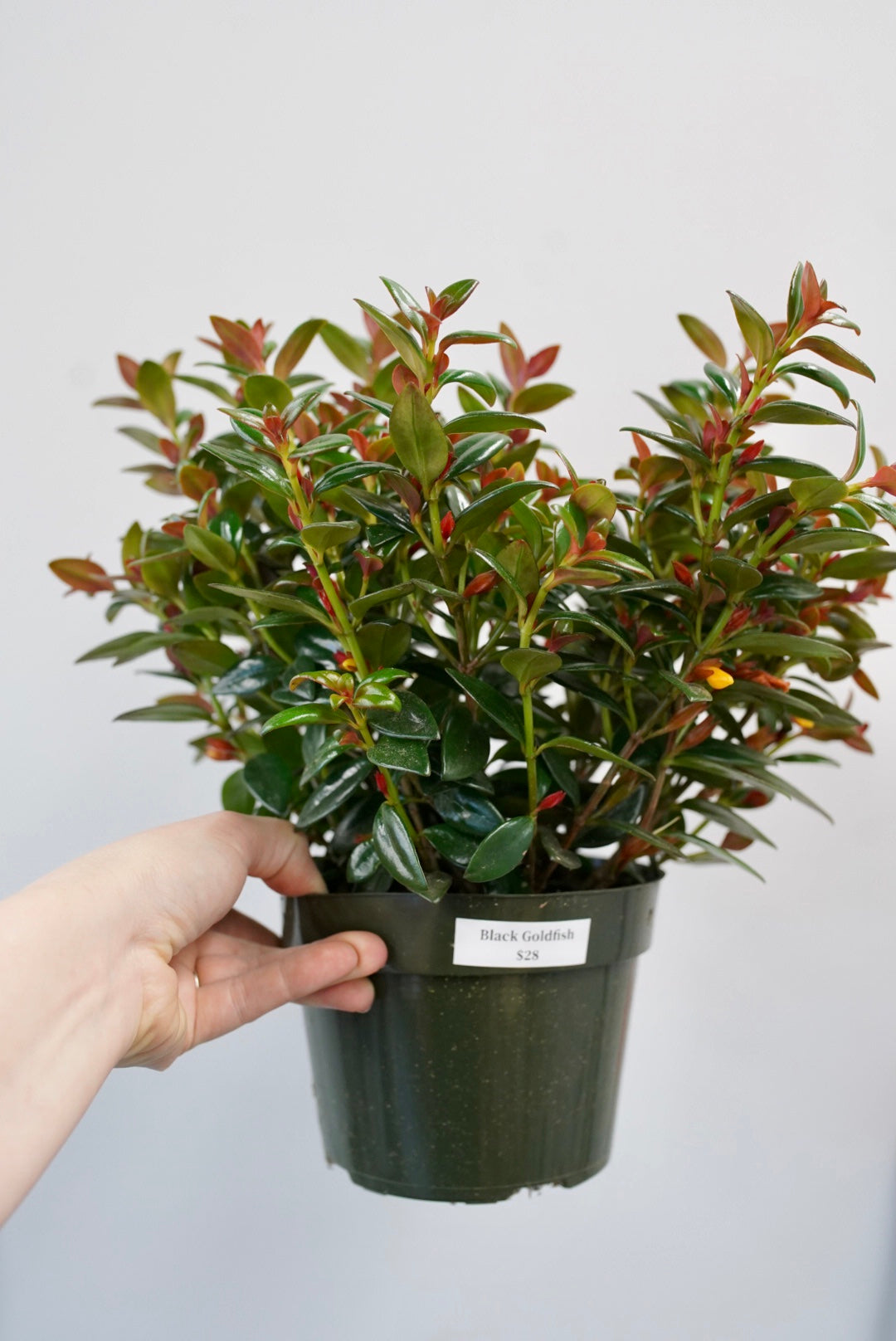 Black Goldfish Plant