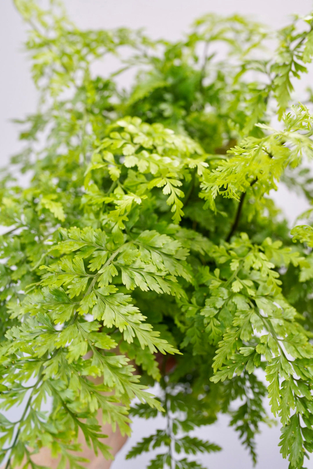 Asplenium bulbiferum 'Mother Fern'