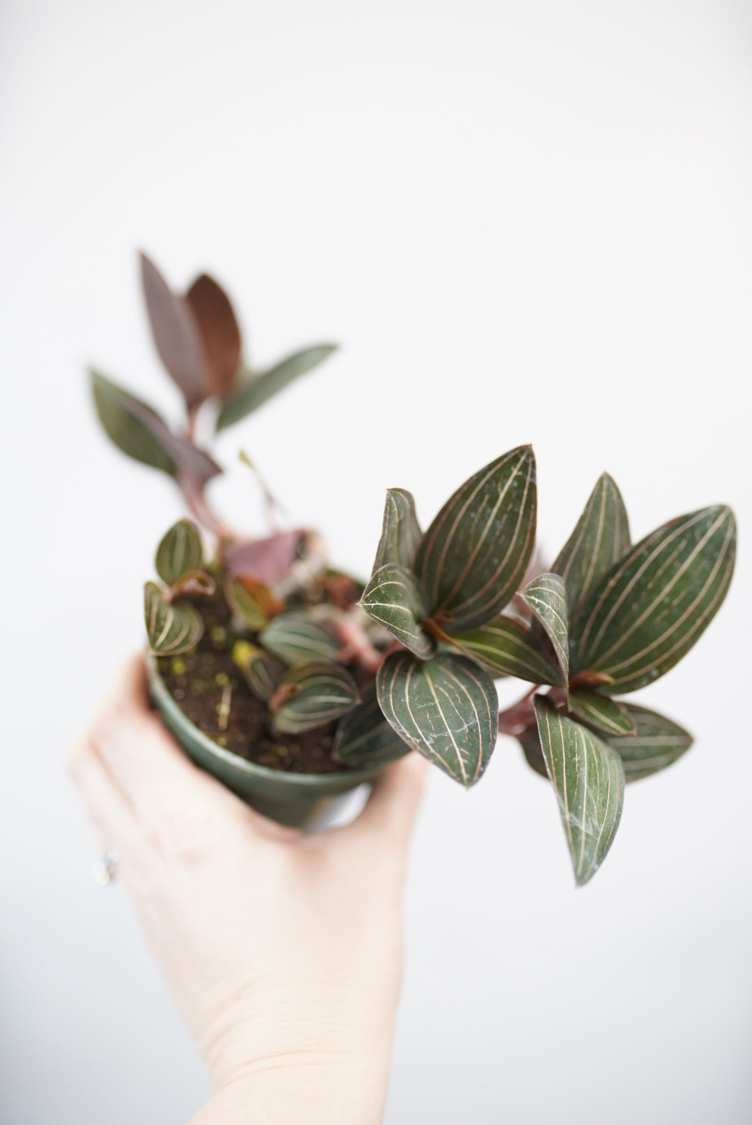 Ludisia Discolor 'Jewel Orchid'