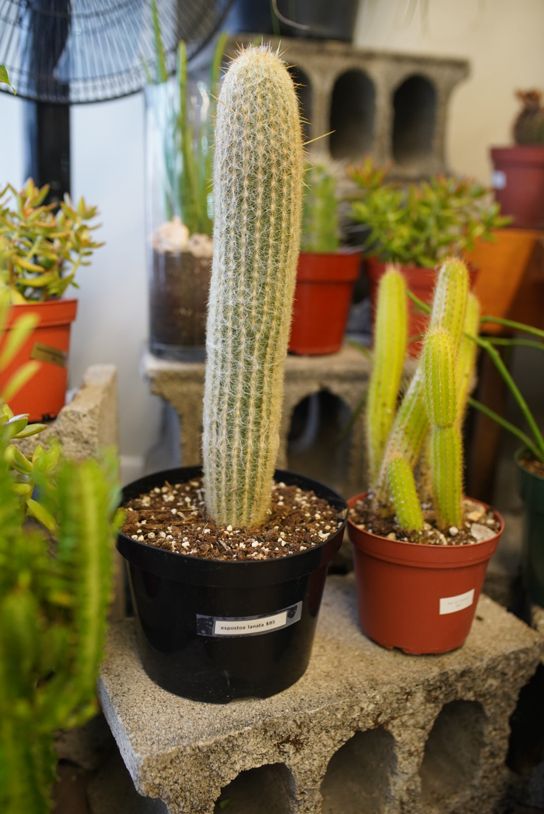 Espostoa Lanata Old Man Cactus
