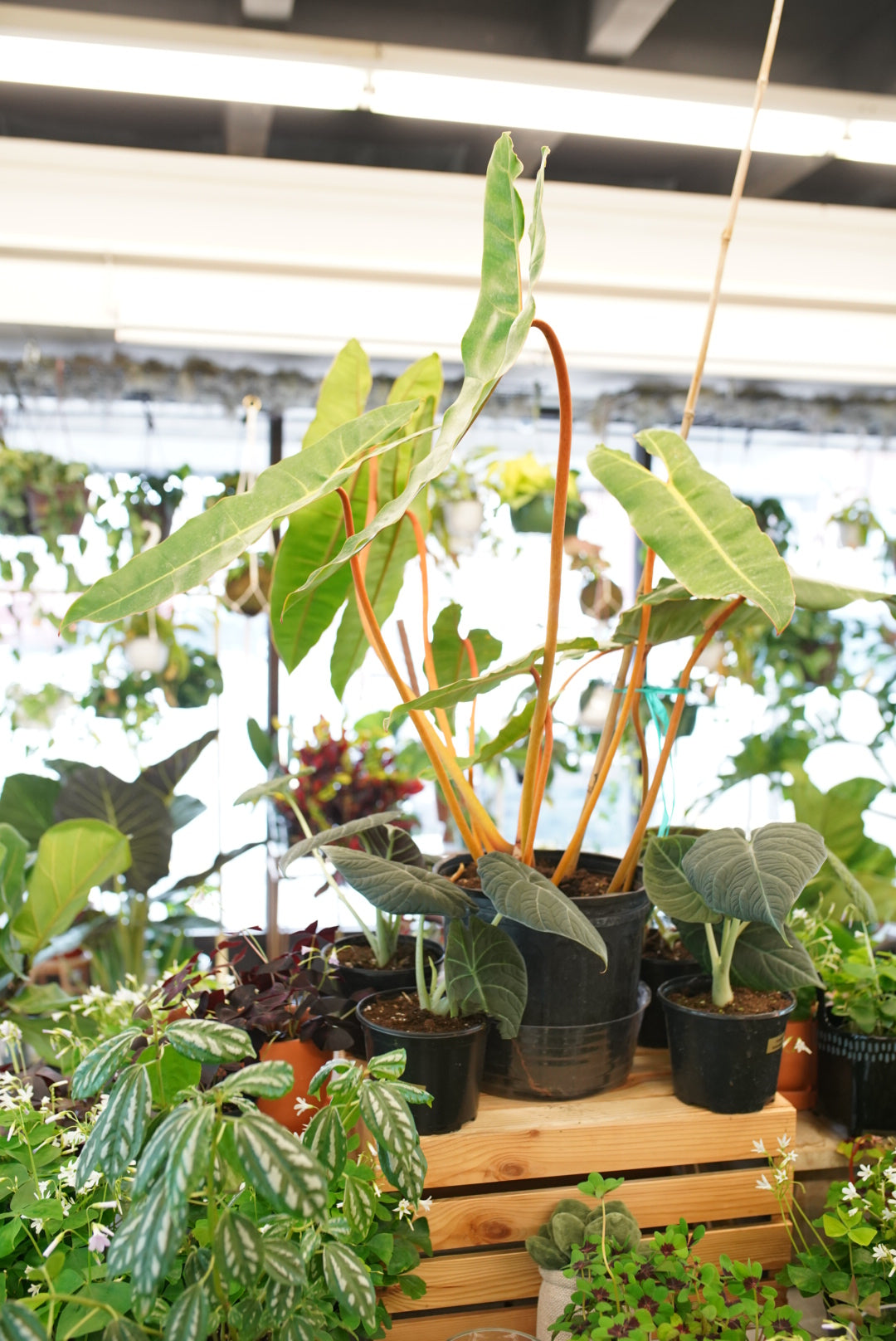 Philodendron billietiae
