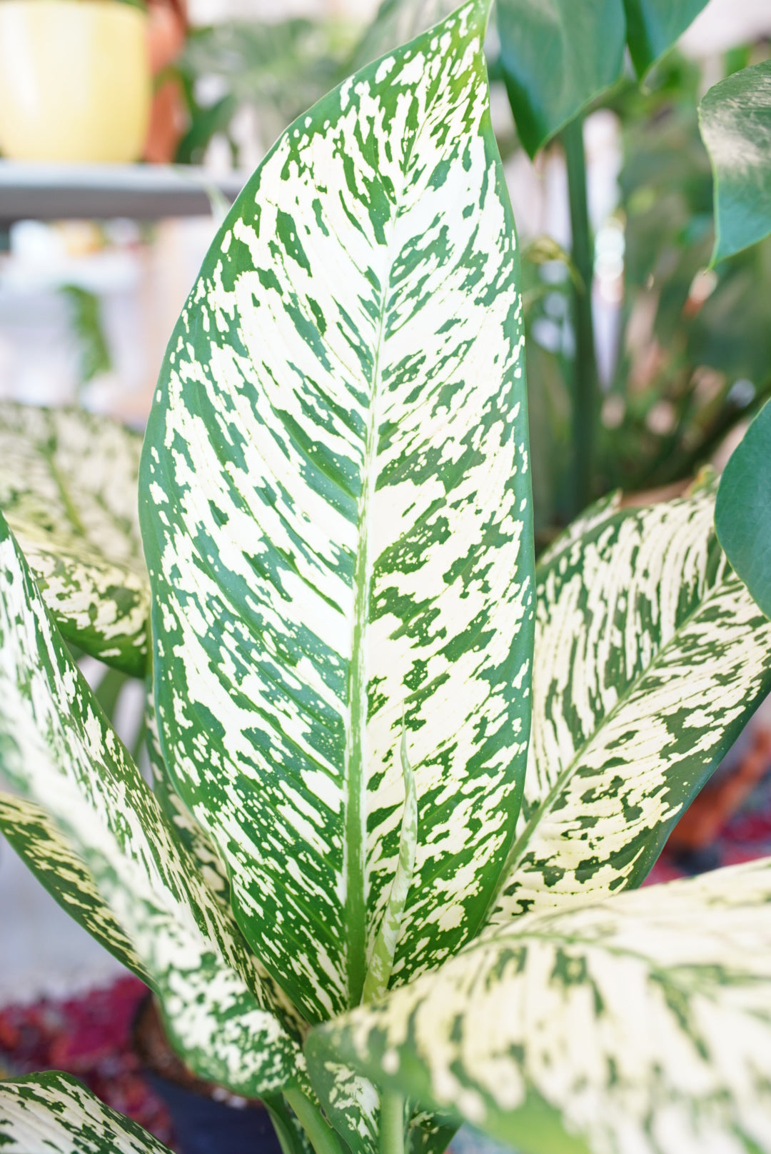 Dieffenbachia White Etna