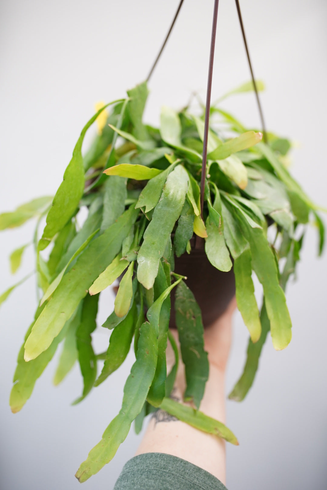 Red Mistletoe Cactus (Pseudorhipsalis ramulosa)