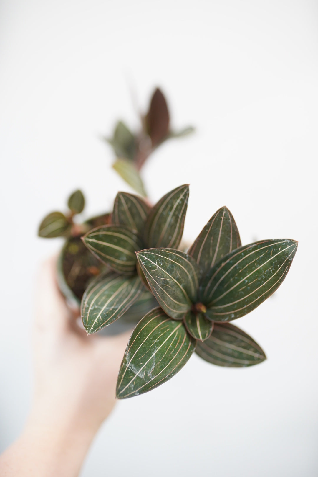 Ludisia Discolor 'Jewel Orchid'