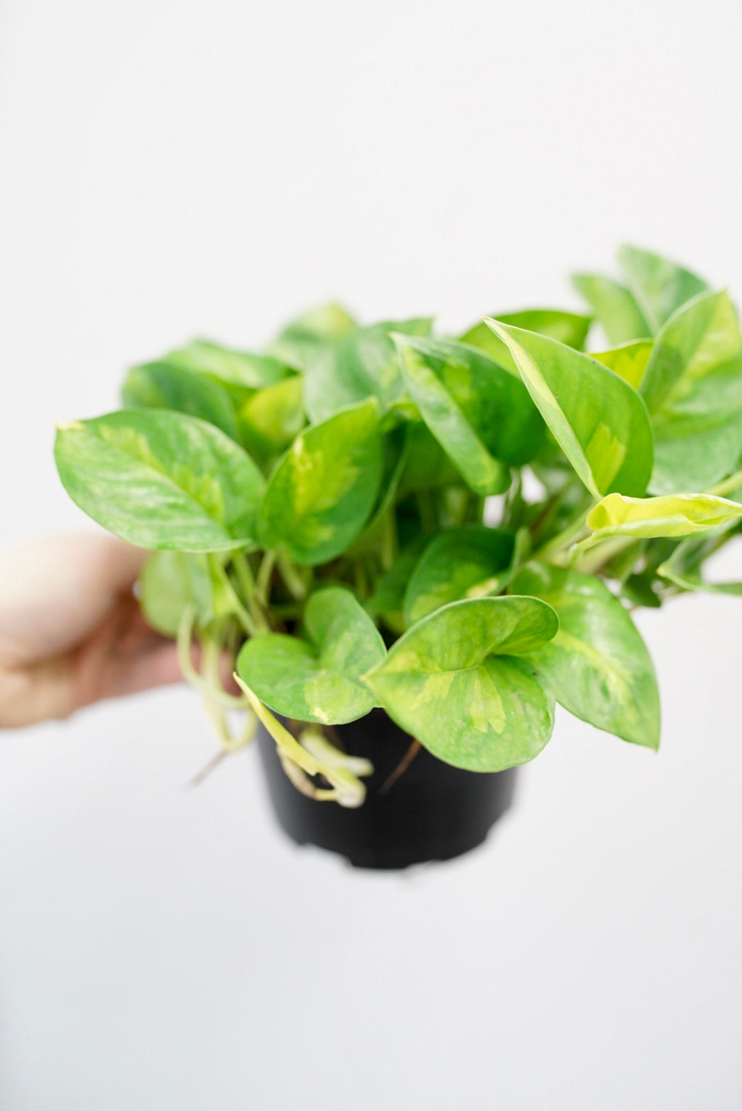 Epipremnum Aureum 'Global Green' Pothos