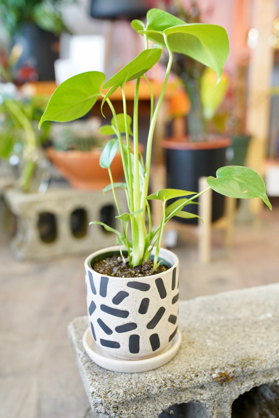 Sundae Planter