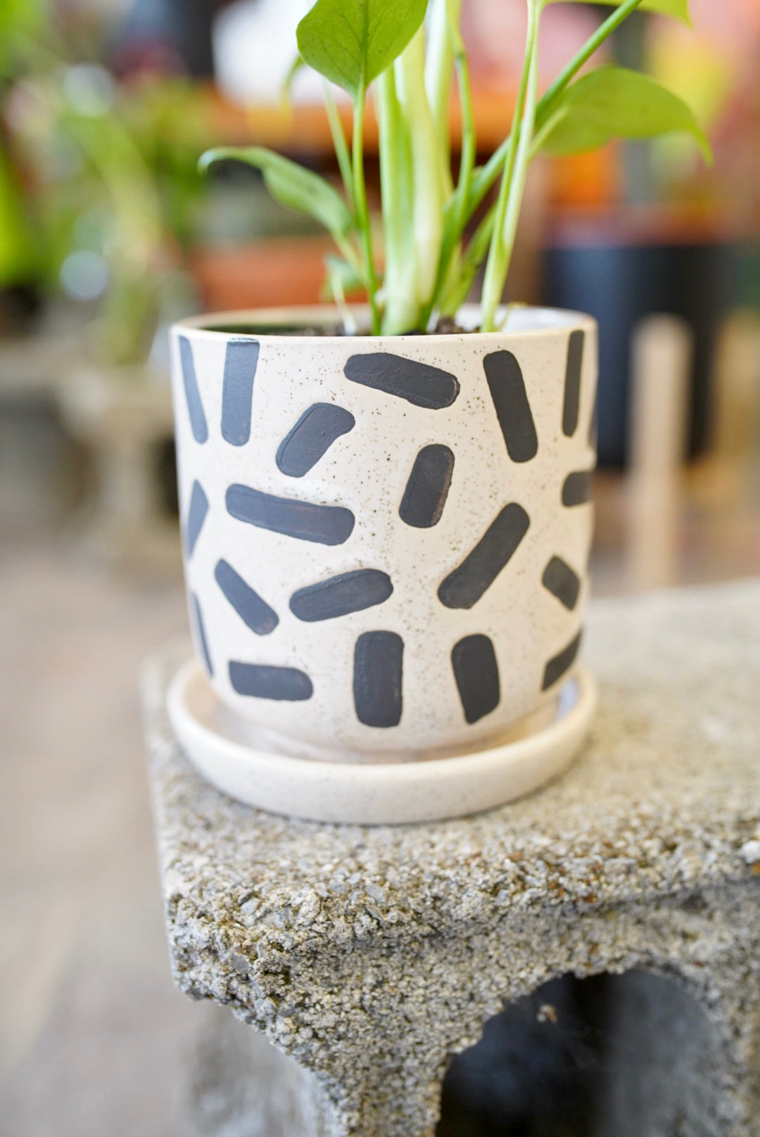 Sundae Planter