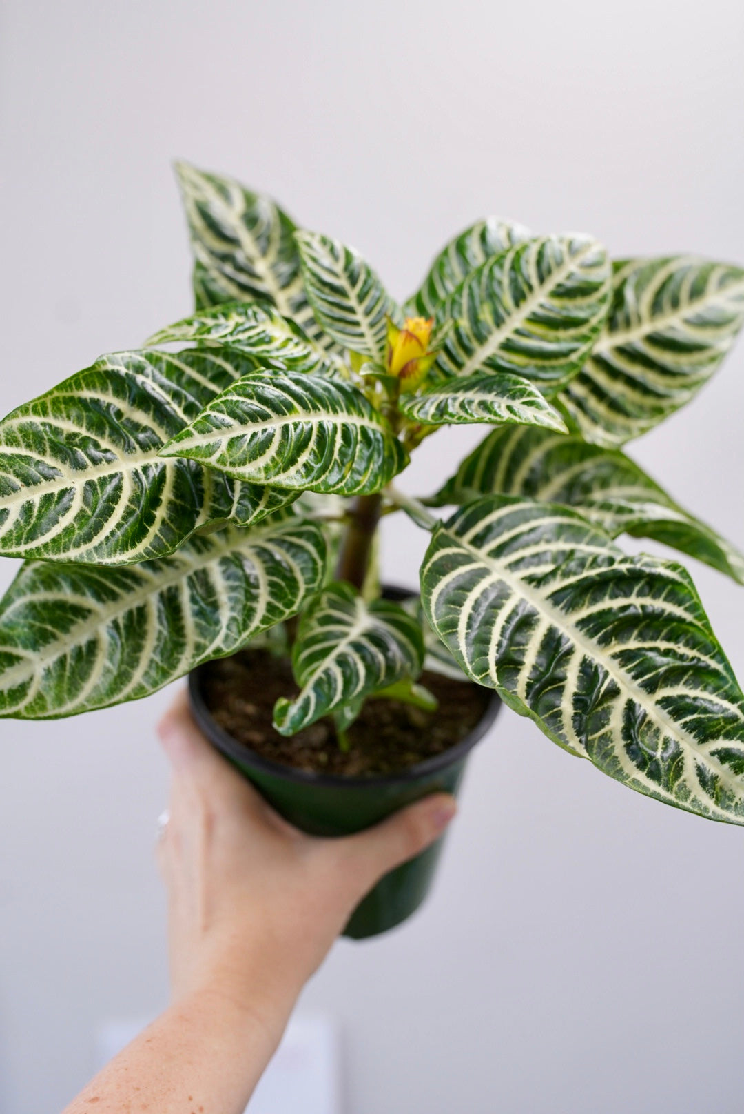 Zebra Plant - Aphelandra