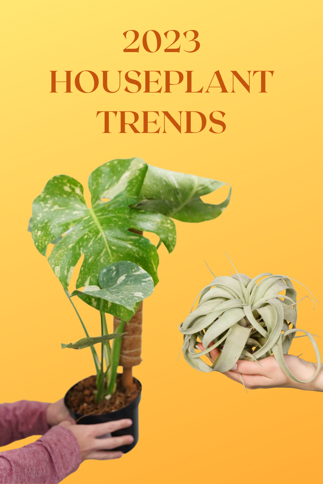 2023 Houseplant Trends: Plant & Trend Predictions – Ruby Flora Plant Shop