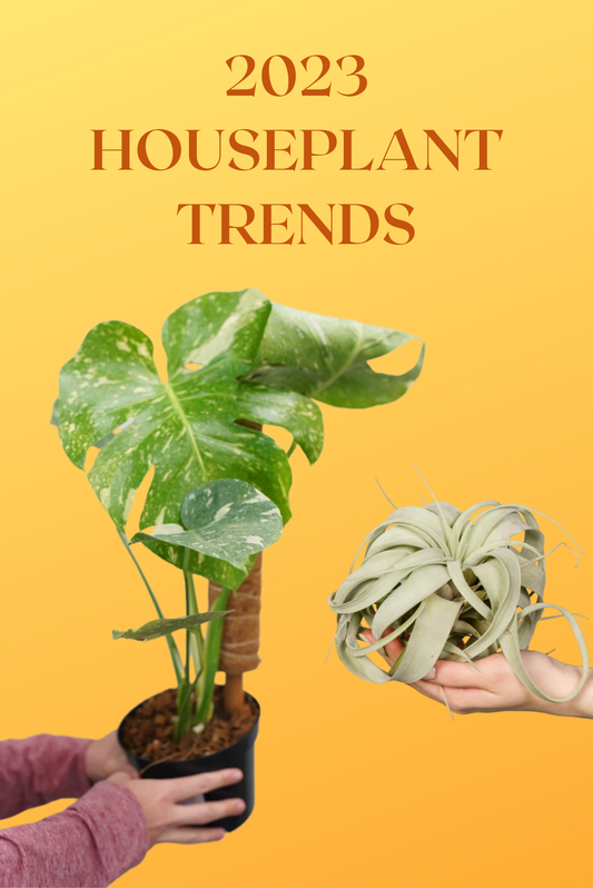 2023 Houseplant Trends