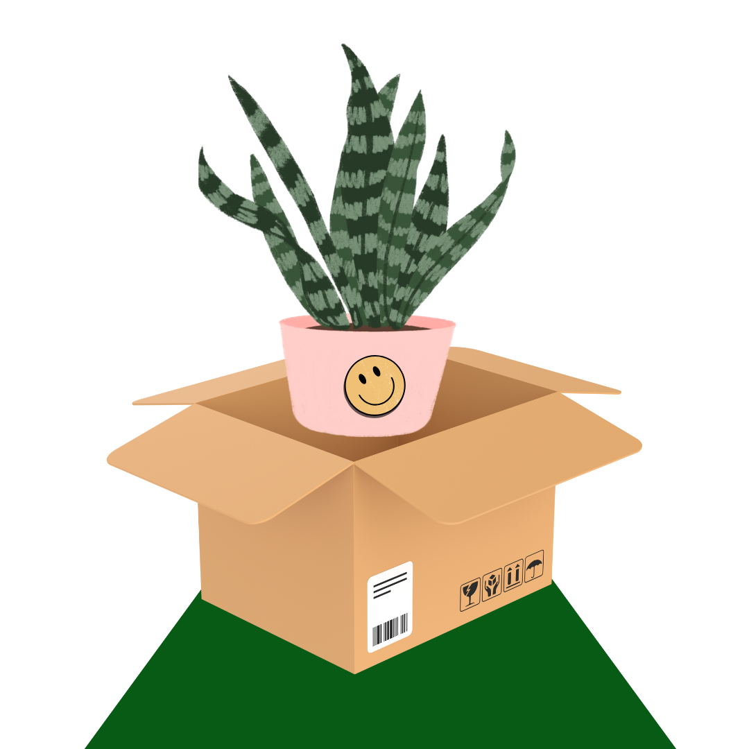 What To Expect When Your Plants Arrive (shipped orders)