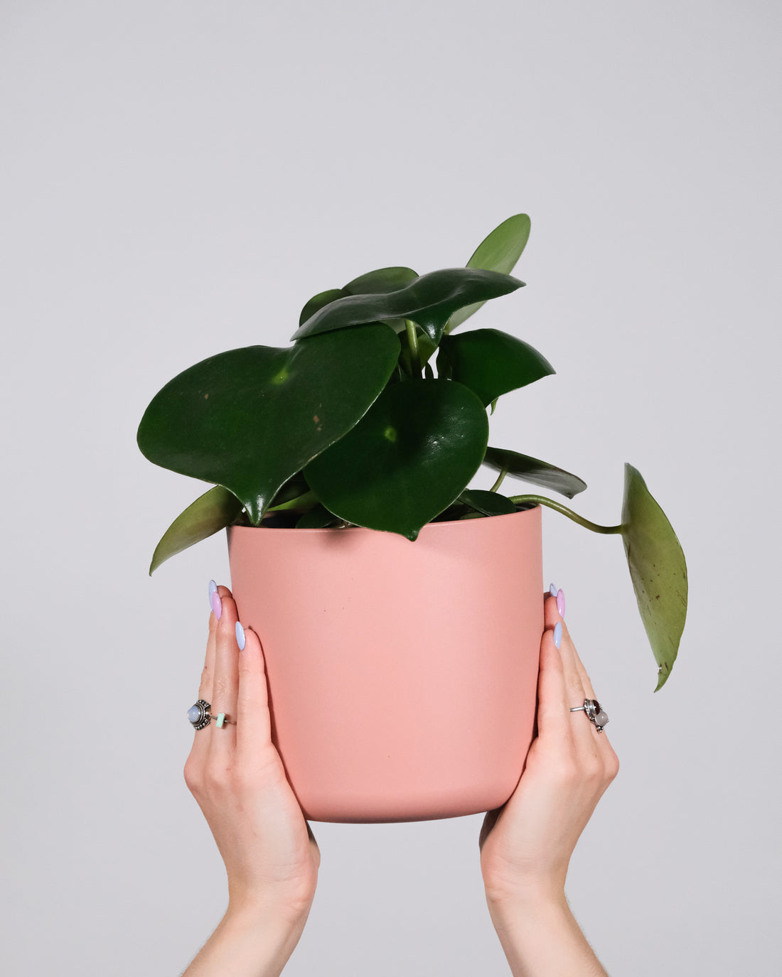 All Hail the Peperomia - 2022's Houseplant of the Year