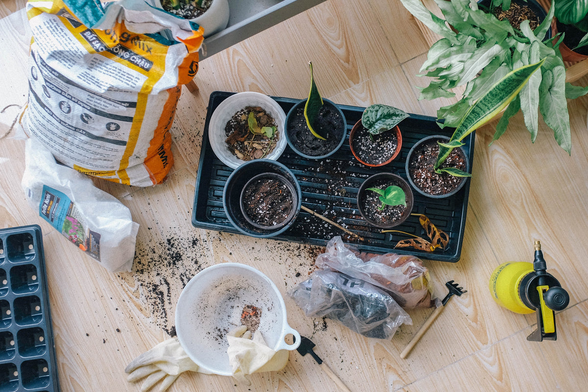 When Do I Need To Repot My Houseplants?
