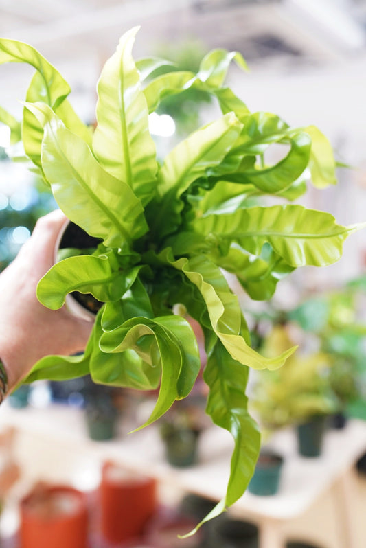 Bird's Nest Fern 'hurricane'