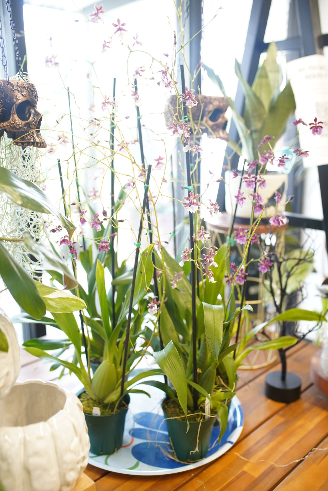 Oncidium Orchids - Assorted