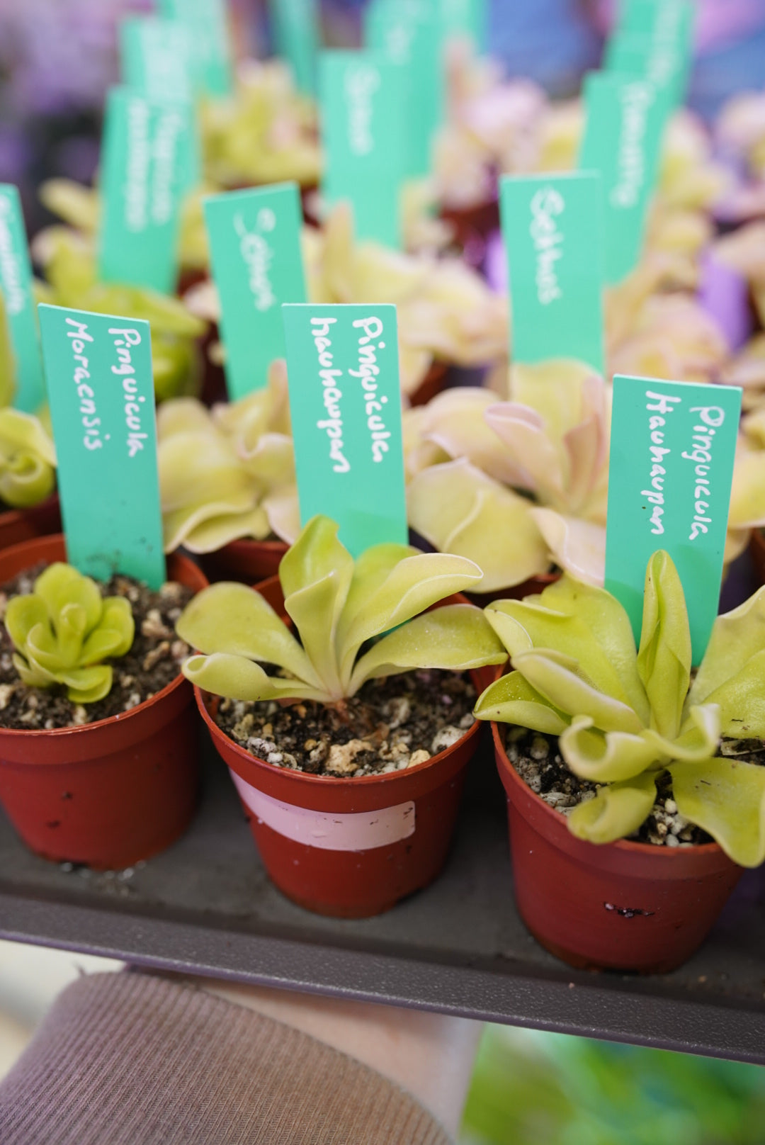 Mexican Pinguicula (butterworts)