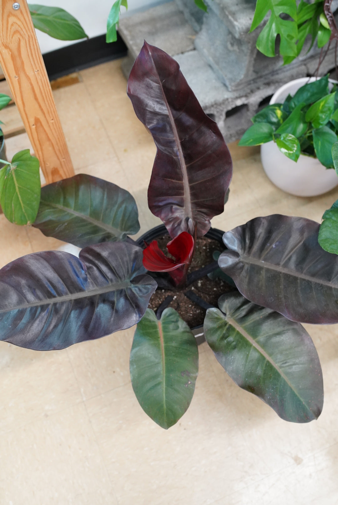 Philodendron Black Cardinal