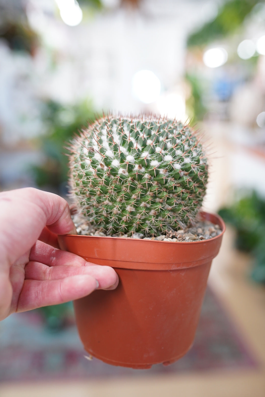 Mammilaria (Assorted)