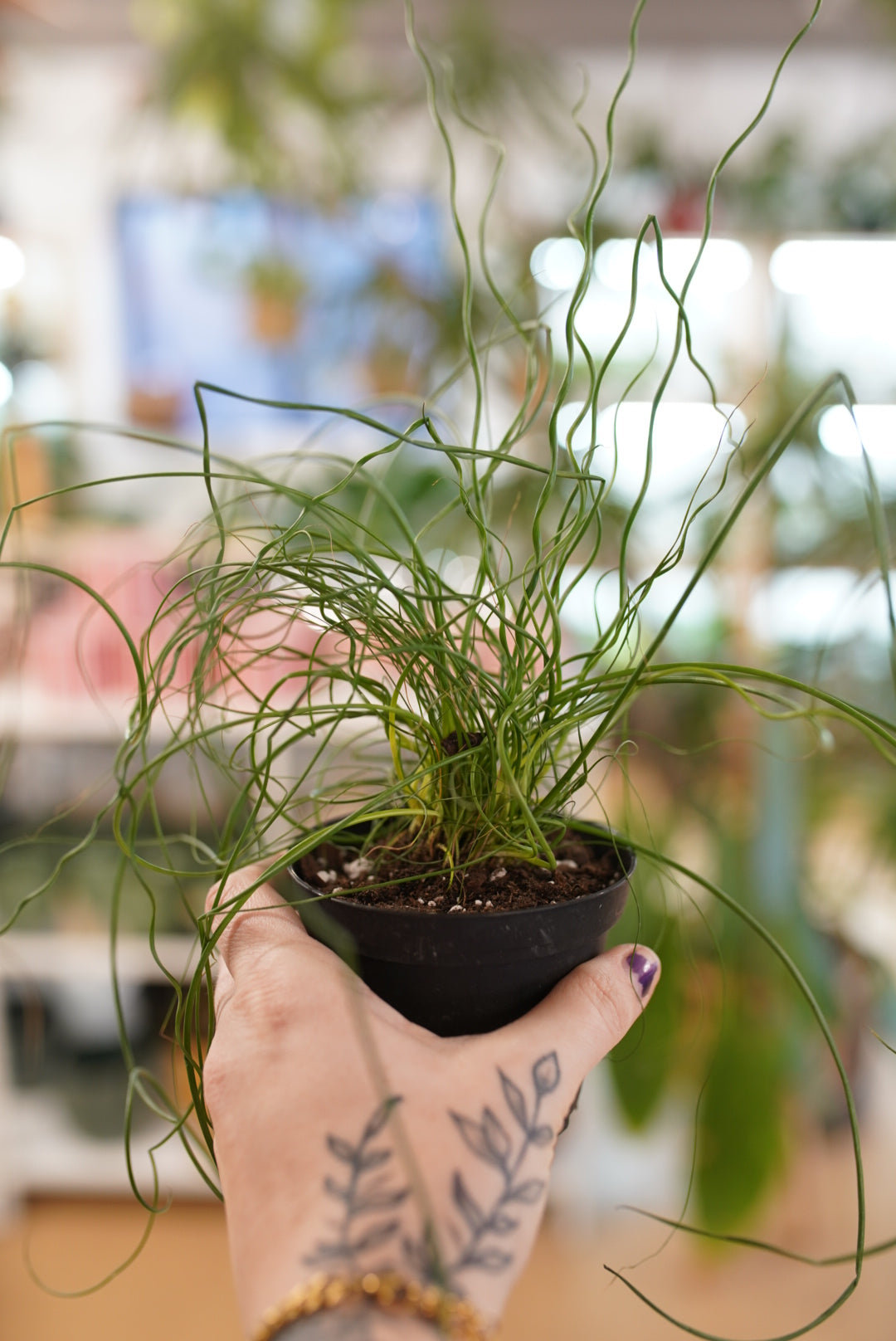 Juncus effusus 'Spiralis'