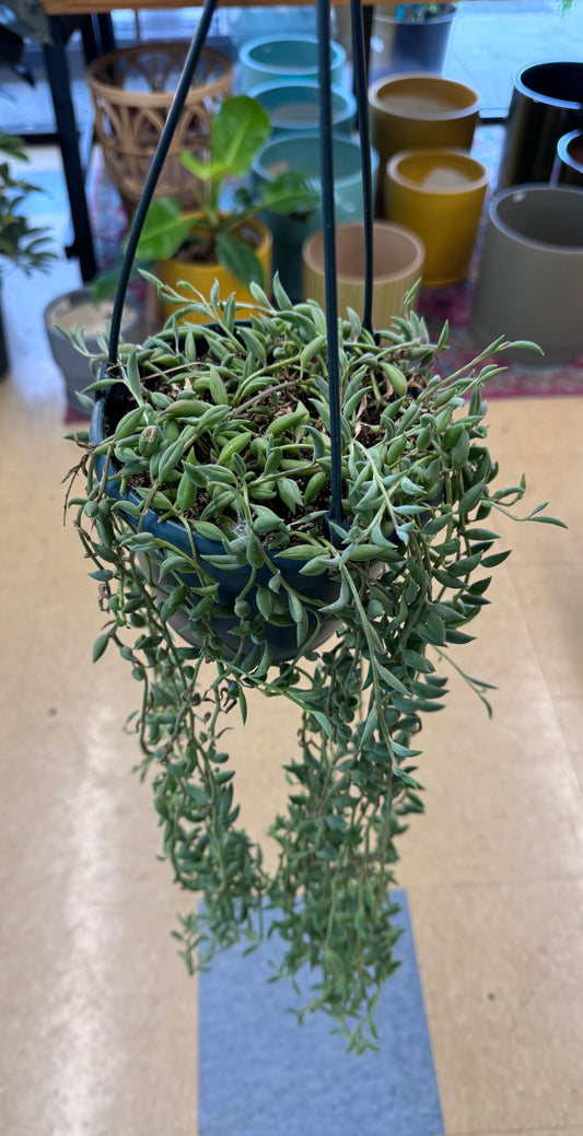 Senecio radicans-String of Bananas