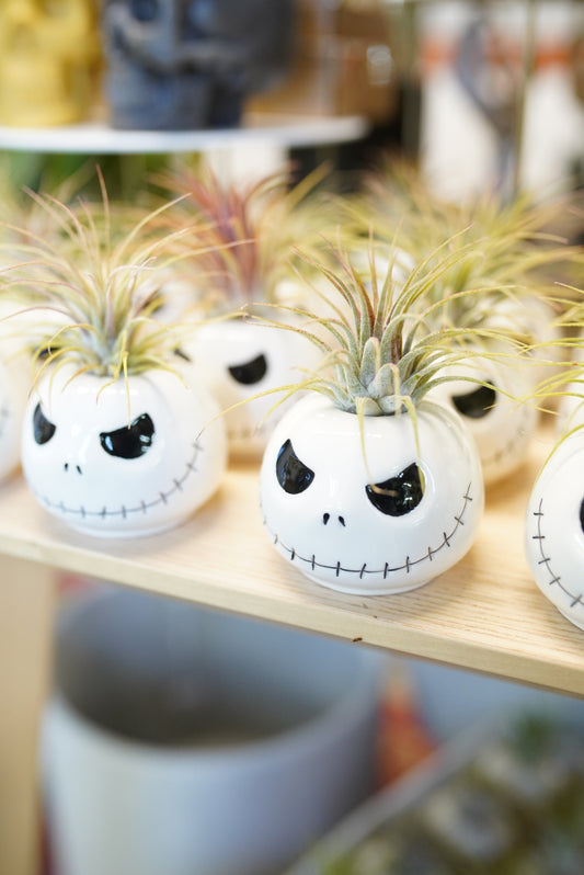 Jack Skeleton Air Plant Holder