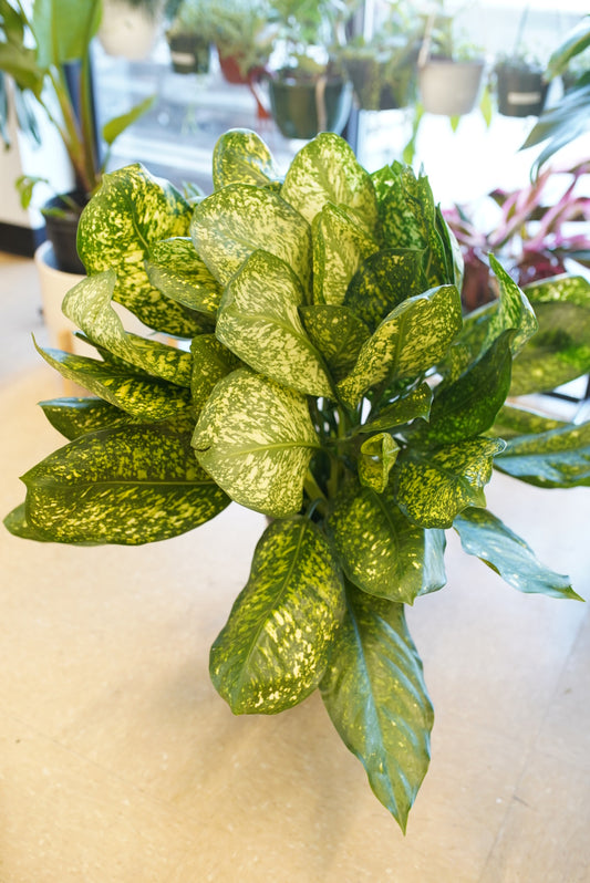 Aglaonema Lumina