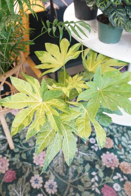 Fatsia Japonica Camouflage