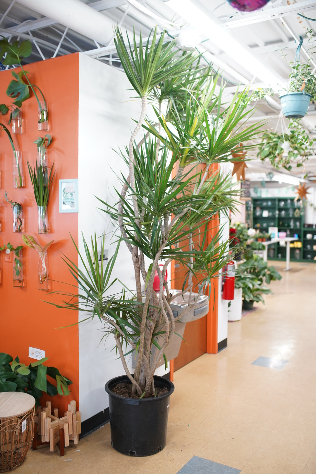 large dracaena marginata for sale Dracaena Marginata Freestyle – Ruby Flora Plant Shop