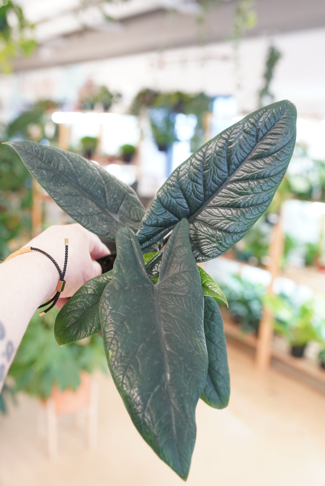 Alocasia Scalprum