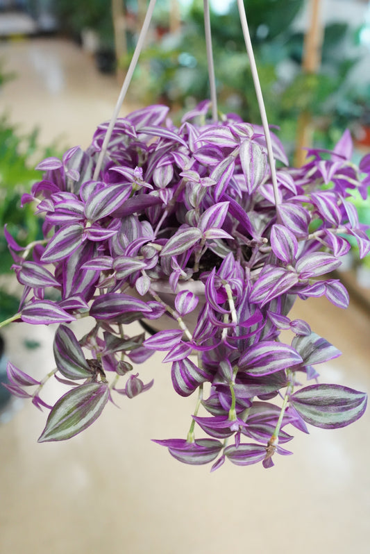 Tradescantia 'Pink Paradise'