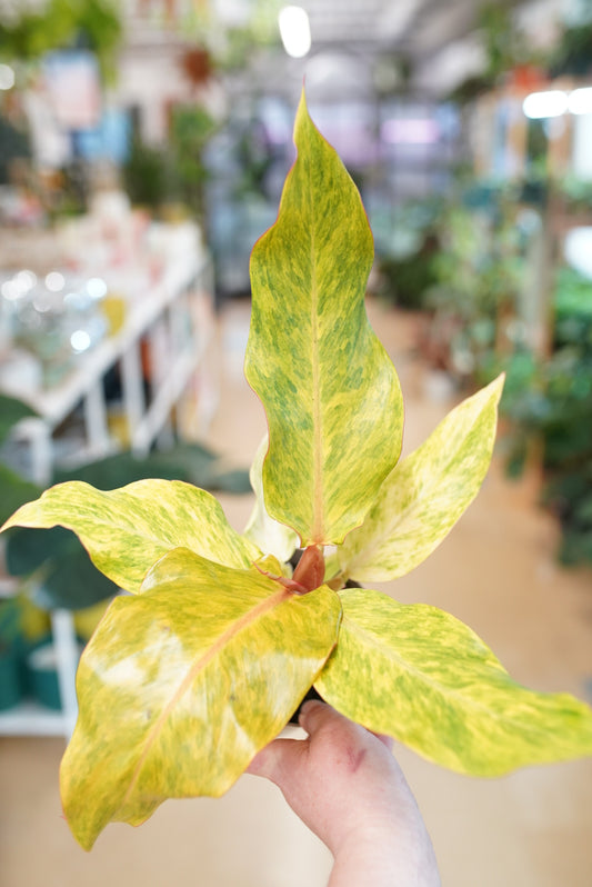 Orange Marmalade Philodendron