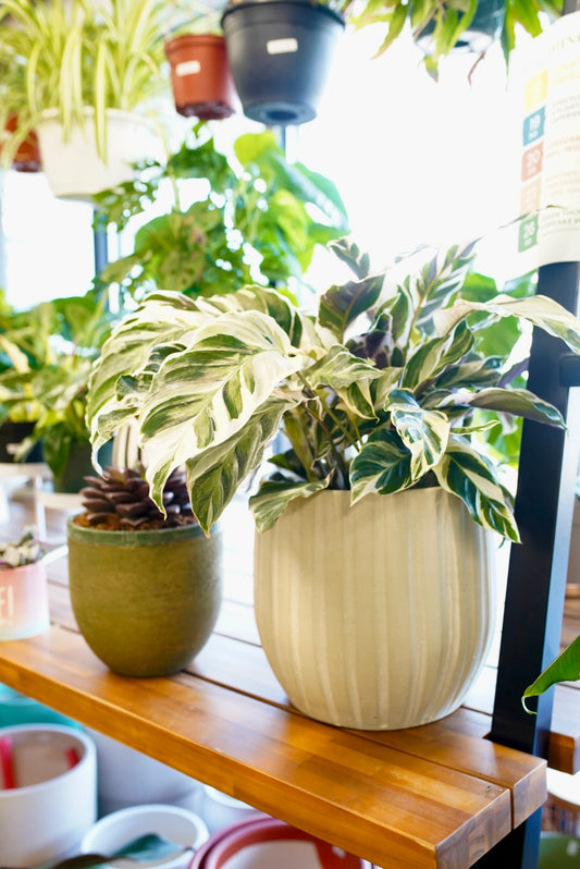 Calathea White Fusion