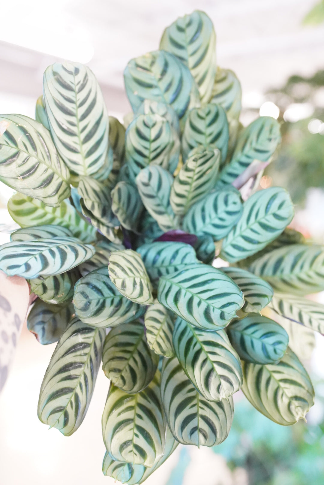 Calathea Burle Marx