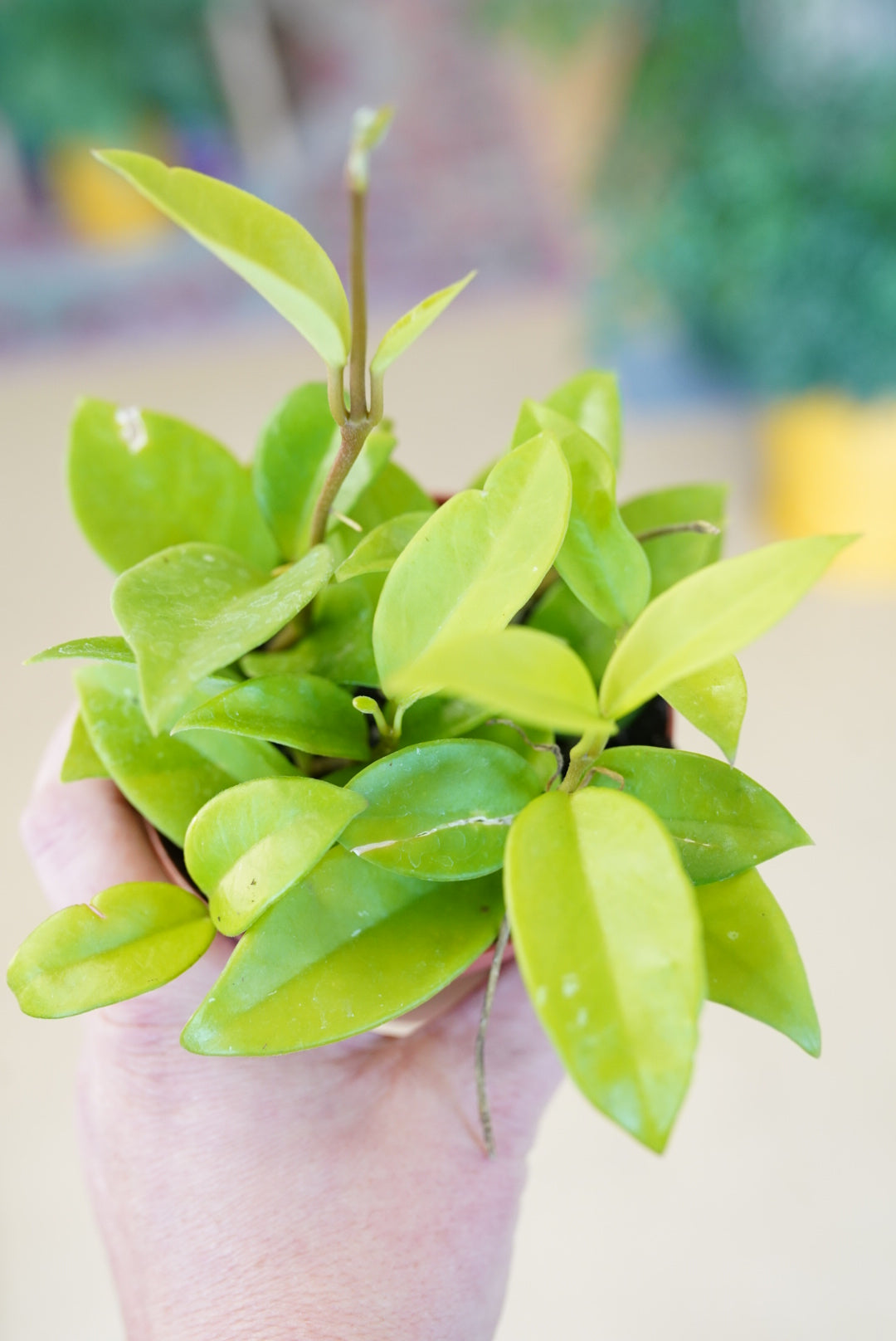 Hoya Carnosa (wax plant)