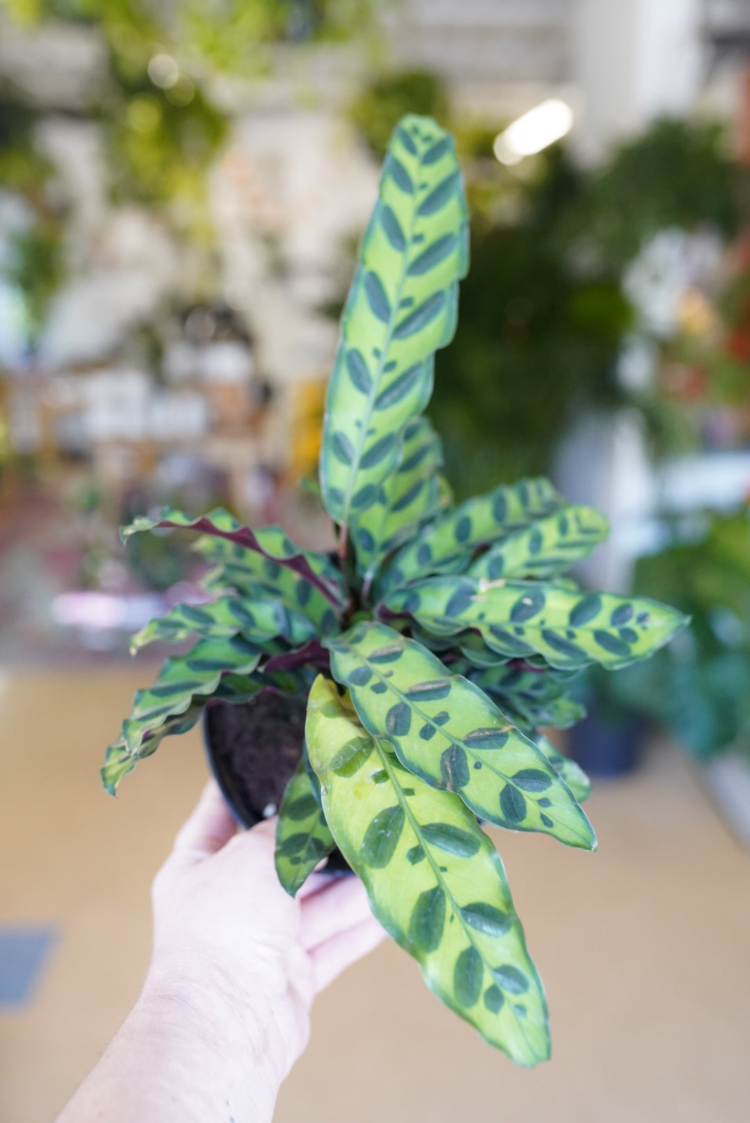 Calathea Lancifolia (Rattlesnake)