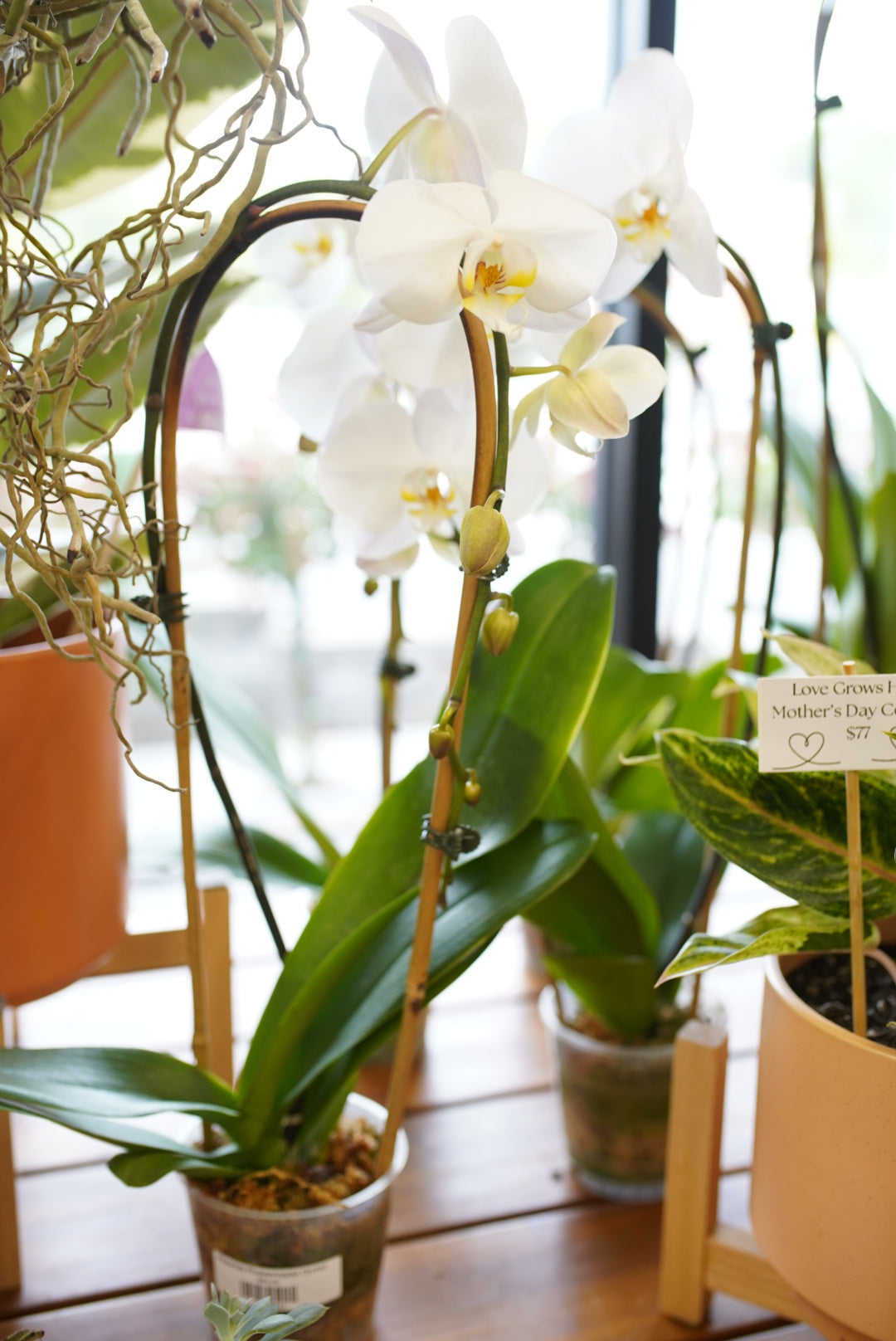 Waterfall Phalaenopsis Orchid