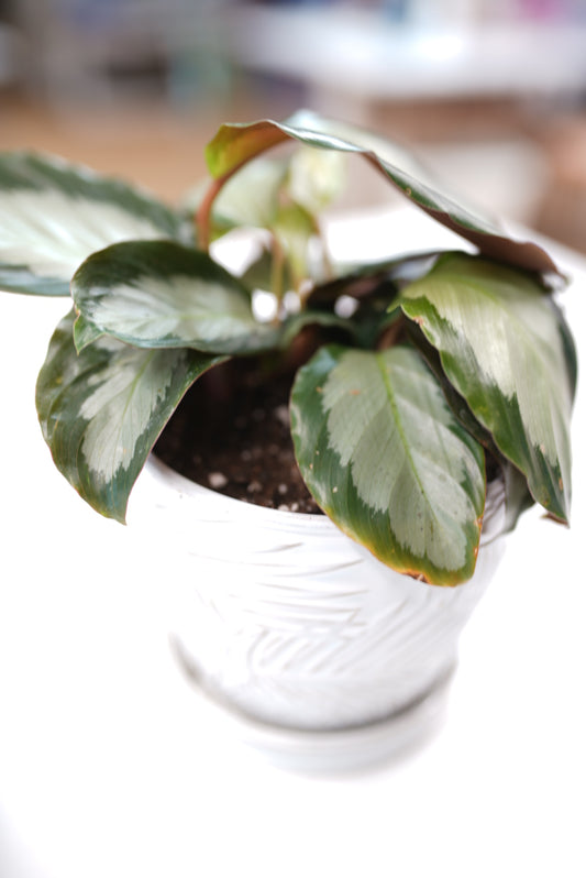 Argentea Oasis Bundle