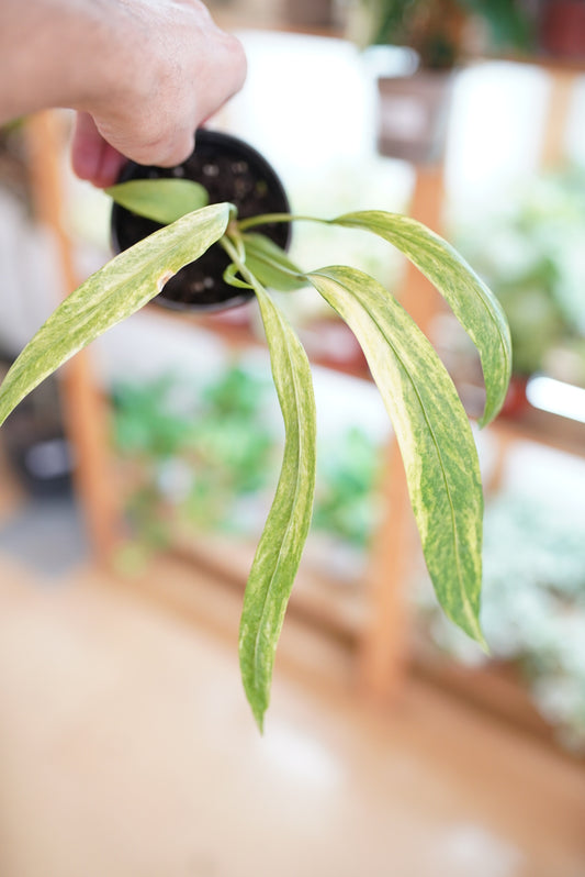 Variegated Anthurium Vittarifolium