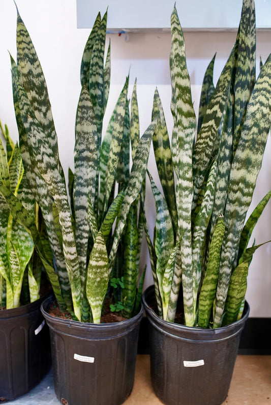 Sansevieria wintergreen