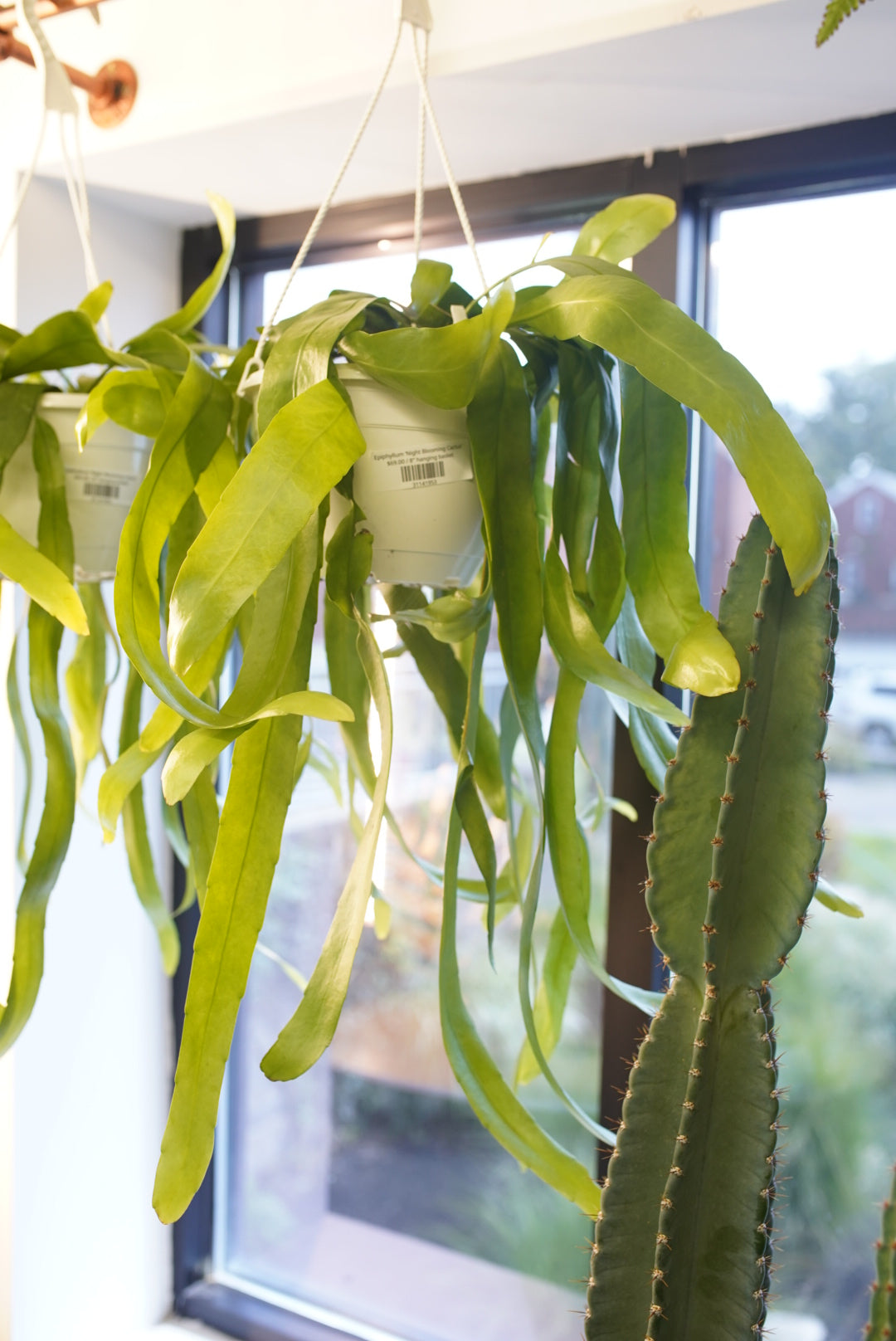Epiphyllum ‘Night Blooming Cactus'