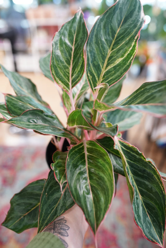 Aglaonema Moonstone Miles