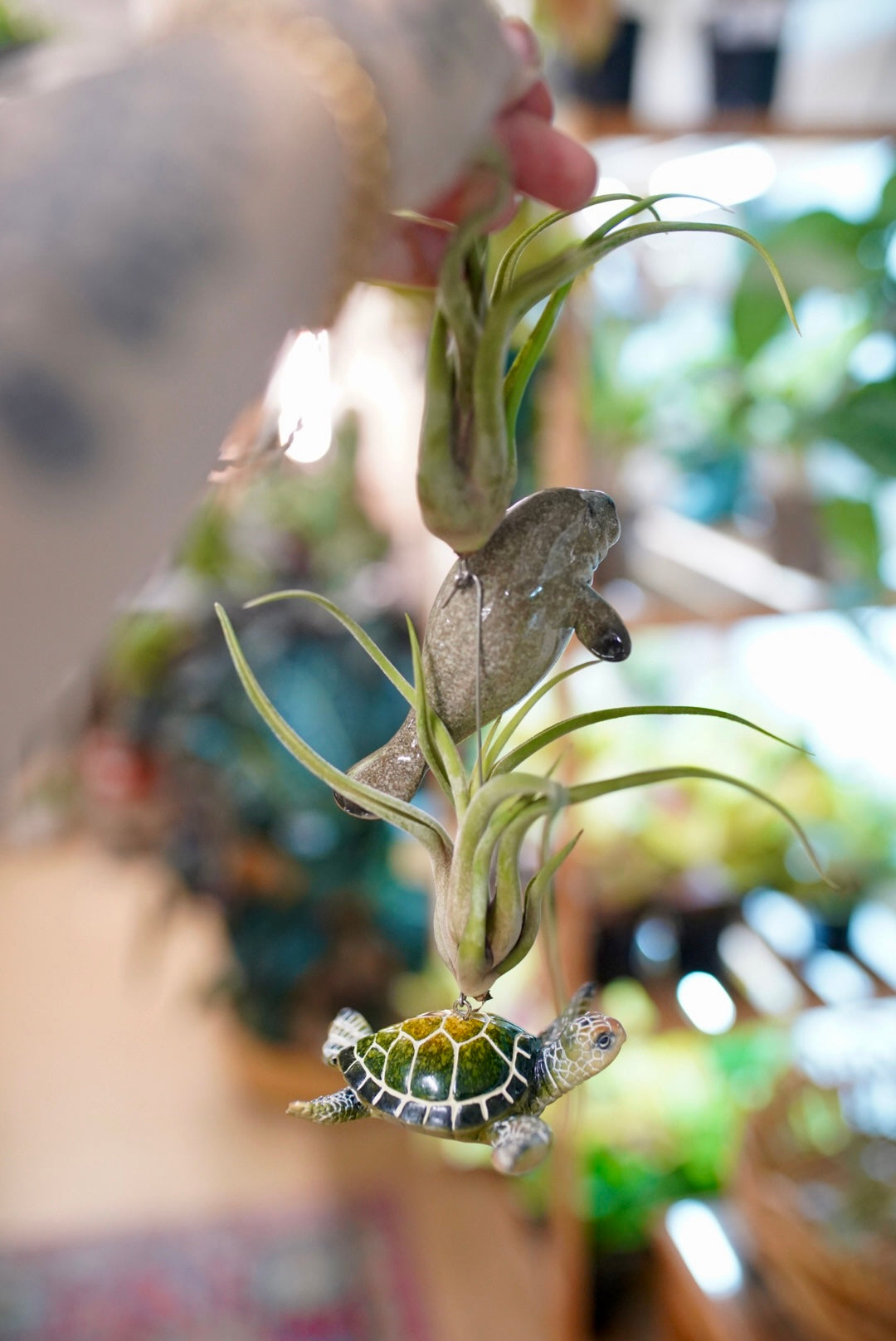 Sea Creature Air Plant