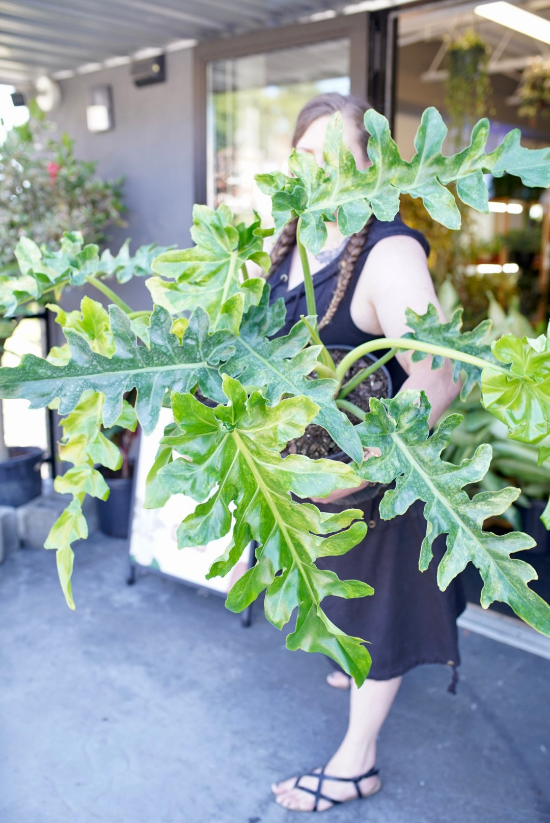 Variegated Philodendron 'Bob Cee'