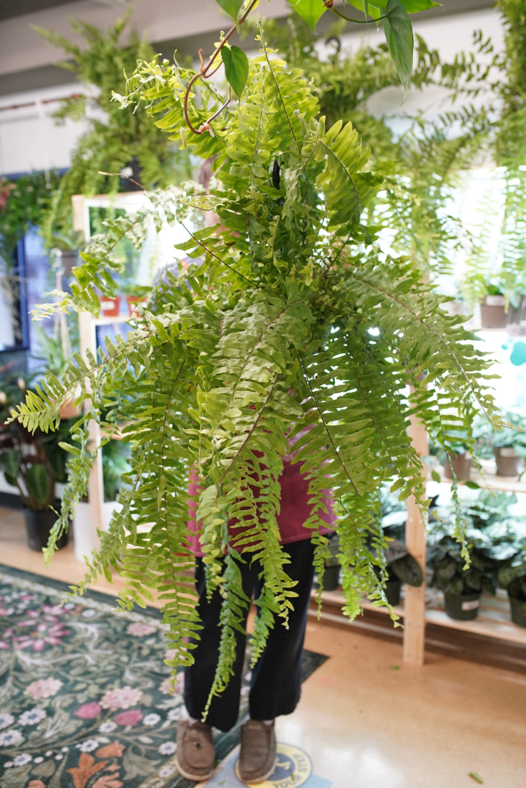 Polystichum munitum (Sword Fern)